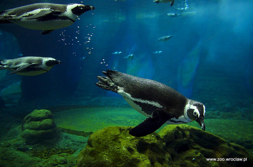 Marsz Pingwinw we wrocawskim zoo
