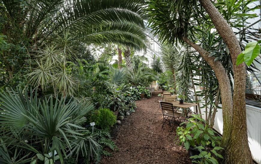 Unikatowa legnicka palmiarnia czeka na renowatorw