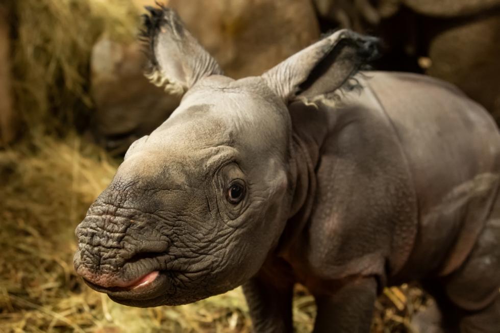 SENSACJA! Na świat, po raz pierwszy we Wrocławiu, przyszedł nosorożec indyjski